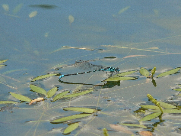 e0002314_20363676.jpg