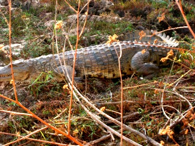 e0047322_2038428.jpg