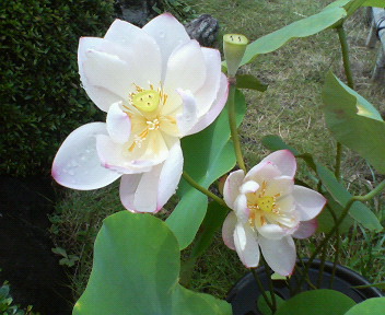 f0036223_8244455.jpg