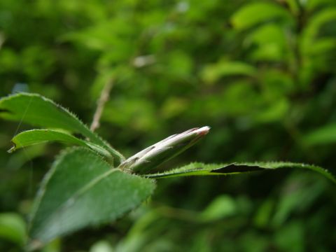 e0145033_2013513.jpg