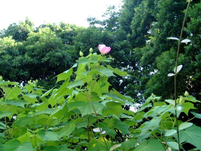 b0012636_1642358.jpg