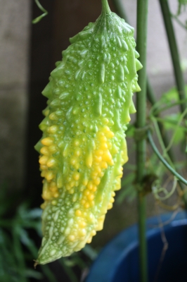 c0118352_180135.jpg