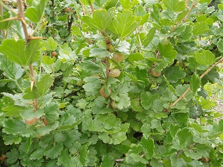 e0004756_20272688.jpg