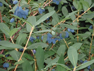 e0004756_218658.jpg