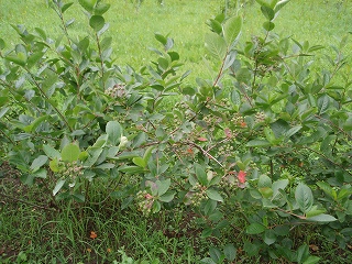 e0004756_2195812.jpg