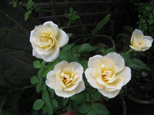 c0132387_129681.jpg