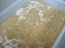 e0030587_2253364.jpg