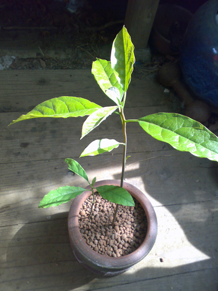 c0123189_3235229.jpg