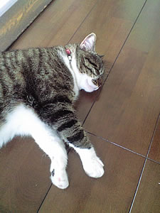c0035001_16364275.jpg