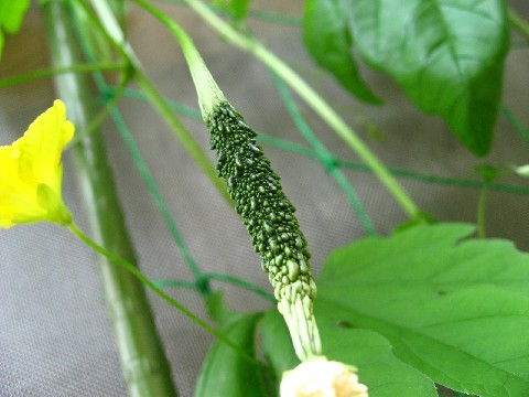 e0085113_12193881.jpg