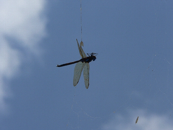 e0002314_15181722.jpg