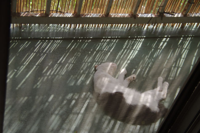 f0149442_11302377.jpg