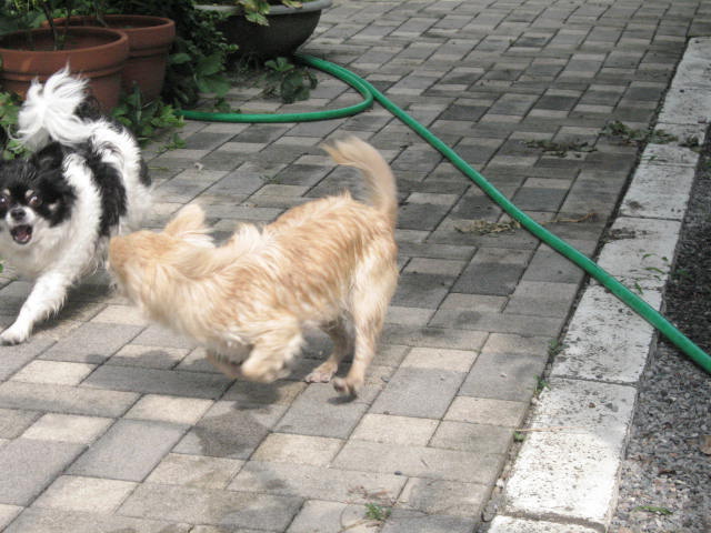 d0070473_15484622.jpg