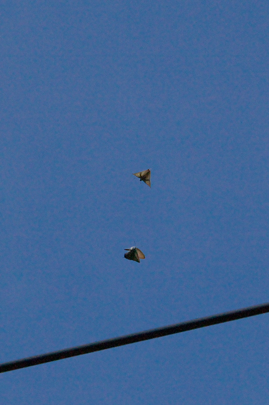 f0090680_20424532.jpg
