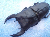 c0150582_2214894.jpg