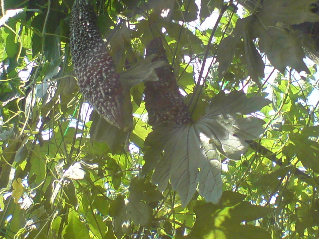d0151485_11225294.jpg
