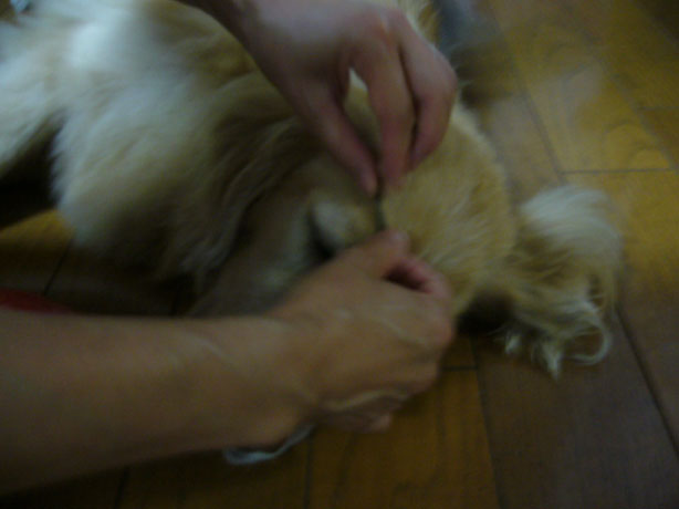 c0085188_20241920.jpg