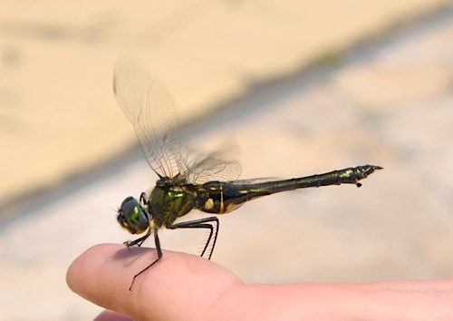 f0159390_10302872.jpg