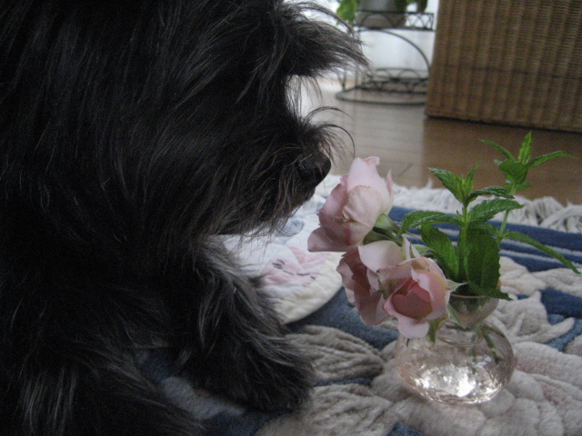 d0009101_12583519.jpg