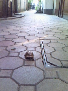 c0128710_17513211.jpg
