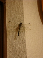 f0152412_19595010.jpg