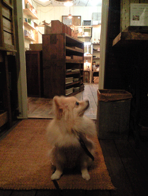 b0075318_18532010.gif