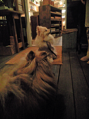 b0075318_185452100.gif