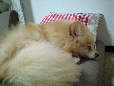 b0075318_18592867.gif