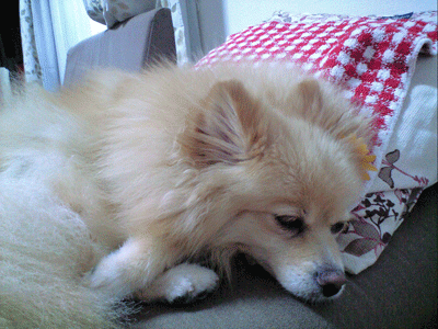 b0075318_1903876.gif