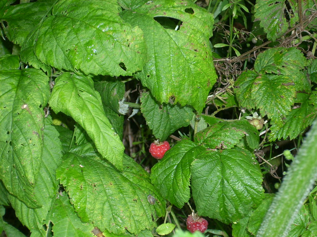 d0145528_611197.jpg