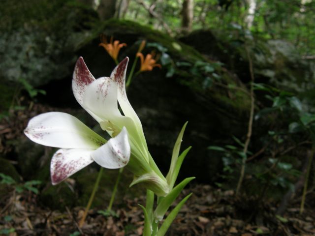 e0145033_11274845.jpg