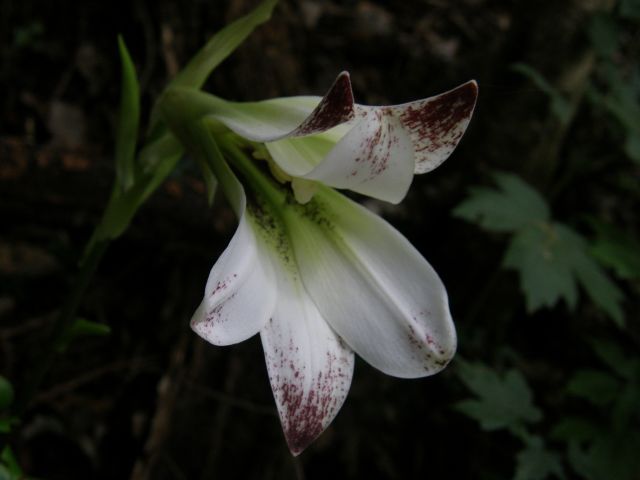 e0145033_11301992.jpg