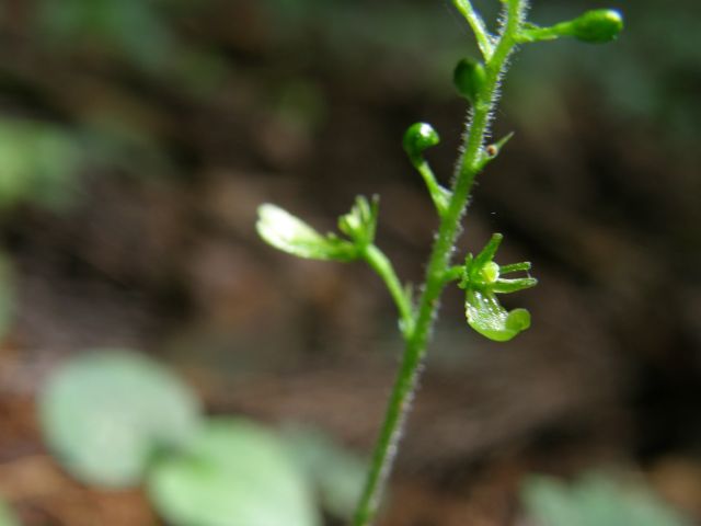 e0145033_11392072.jpg