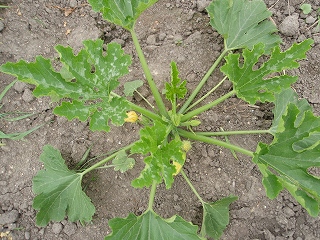 e0004756_20595246.jpg