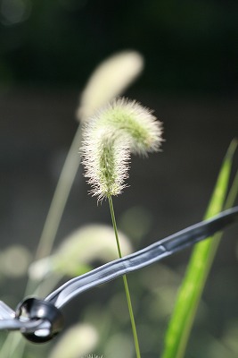 a0098859_223718.jpg