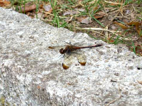 b0129662_20202.jpg