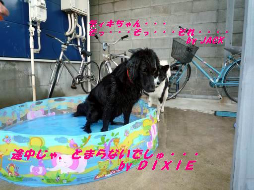 a0104464_9591369.jpg