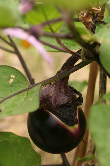 c0163369_1221788.jpg