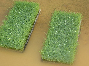 e0071811_21523492.jpg