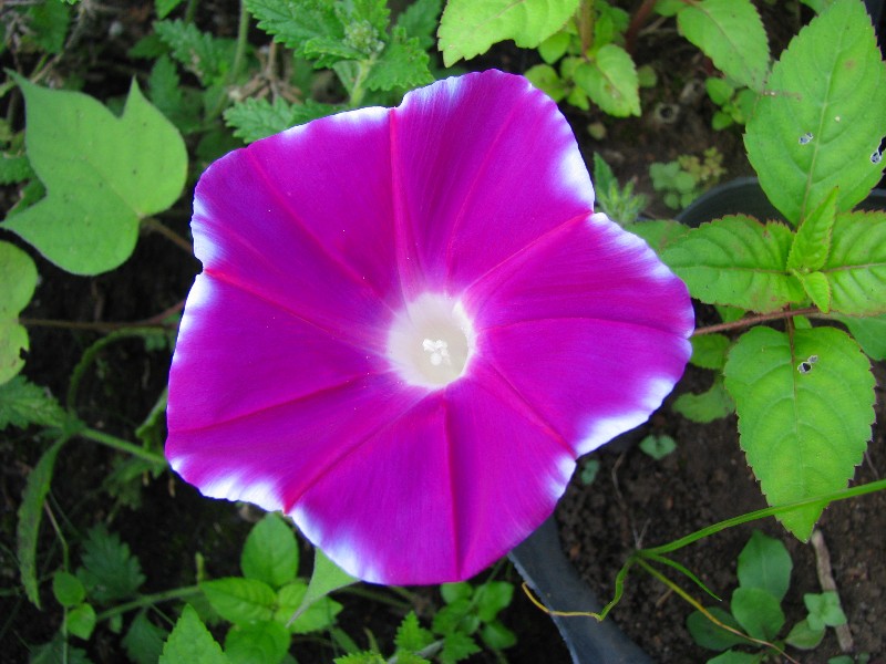 a0004023_3321366.jpg