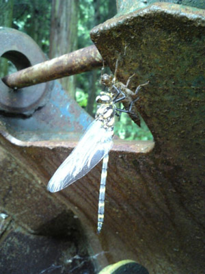 f0090046_212118.jpg