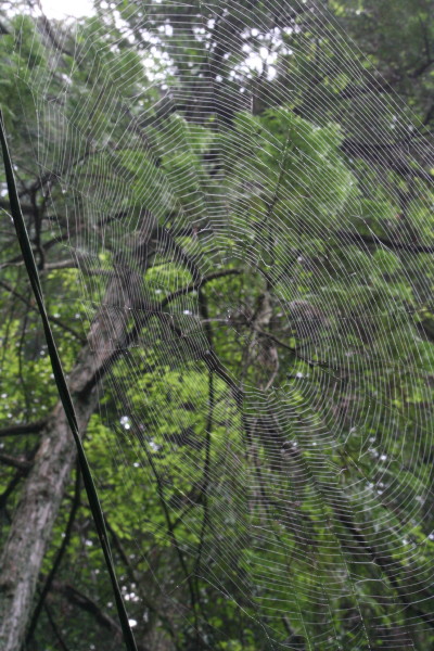 b0092958_2015652.jpg