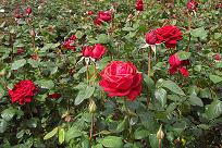 f0127098_4104988.jpg
