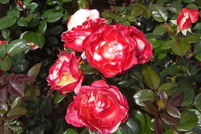 f0127098_4131049.jpg