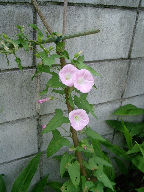 e0025300_1441630.jpg