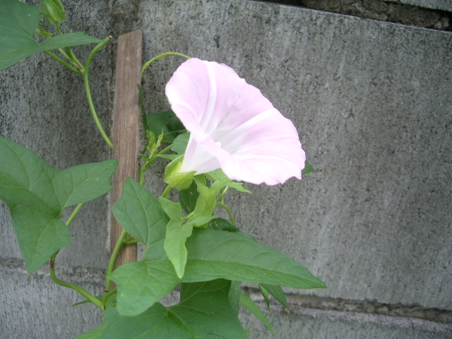 e0025300_145219.jpg