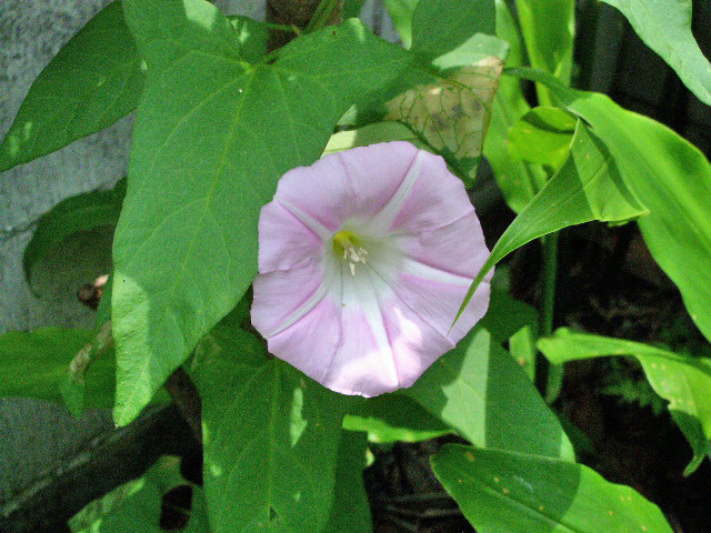 e0025300_1453243.jpg