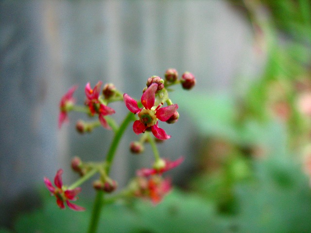 b0097836_2135932.jpg