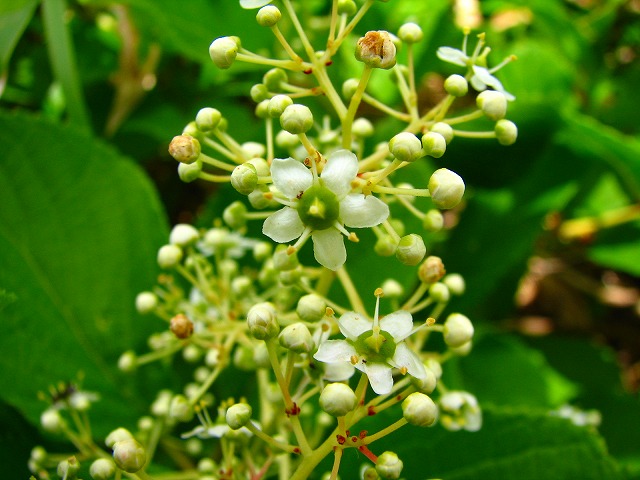 b0097836_21433330.jpg