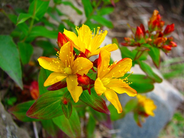 b0097836_21452448.jpg